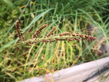 Close-up of grass on field