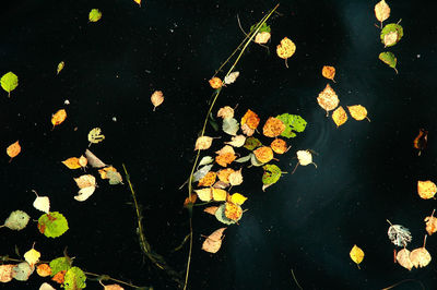 High angle view of leaves floating on water