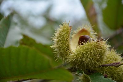Close-up of cactus plant