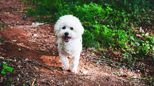 Portrait of white dog on field