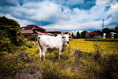 Cow standing in a field