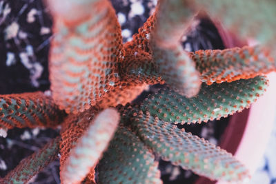 Close-up of succulent plant