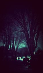 Bare trees in the dark