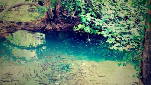 Plants in water