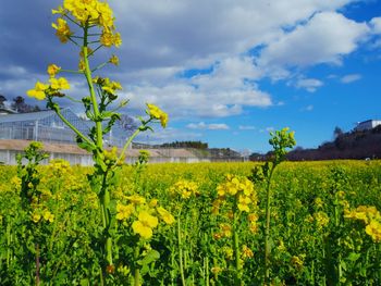 Scenic view of oilseed rape field against sky