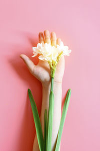 Close-up of hand holding pink flower