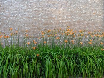 Close-up of flowering plants growing on field