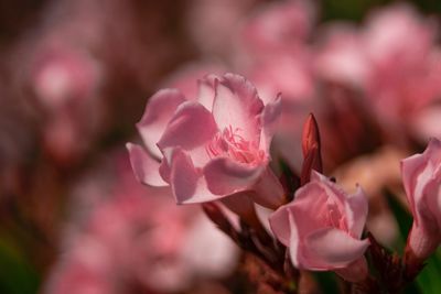 Close-up of pink cherry blossom