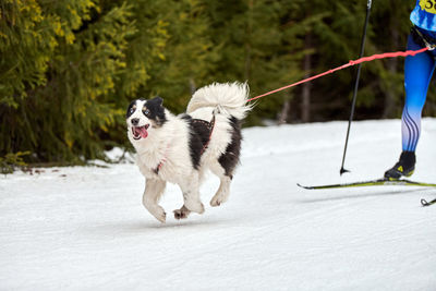 Skijoring dog racing. winter dog sport competition. siberian husky dog pulls skier. active skiing