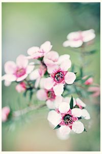 Close-up of pink flowers