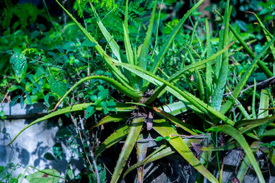 High angle view of wet plants on field