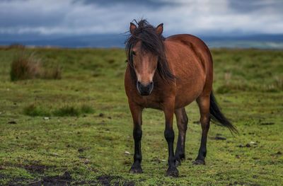 Horse standing in field