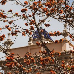 Low angle view of flowering tree against orange sky