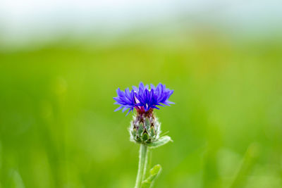 Close-up of insect on purple flowering plant