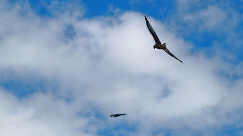 Low angle view of bird flying in sky