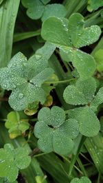 Close-up of raindrops on leaves