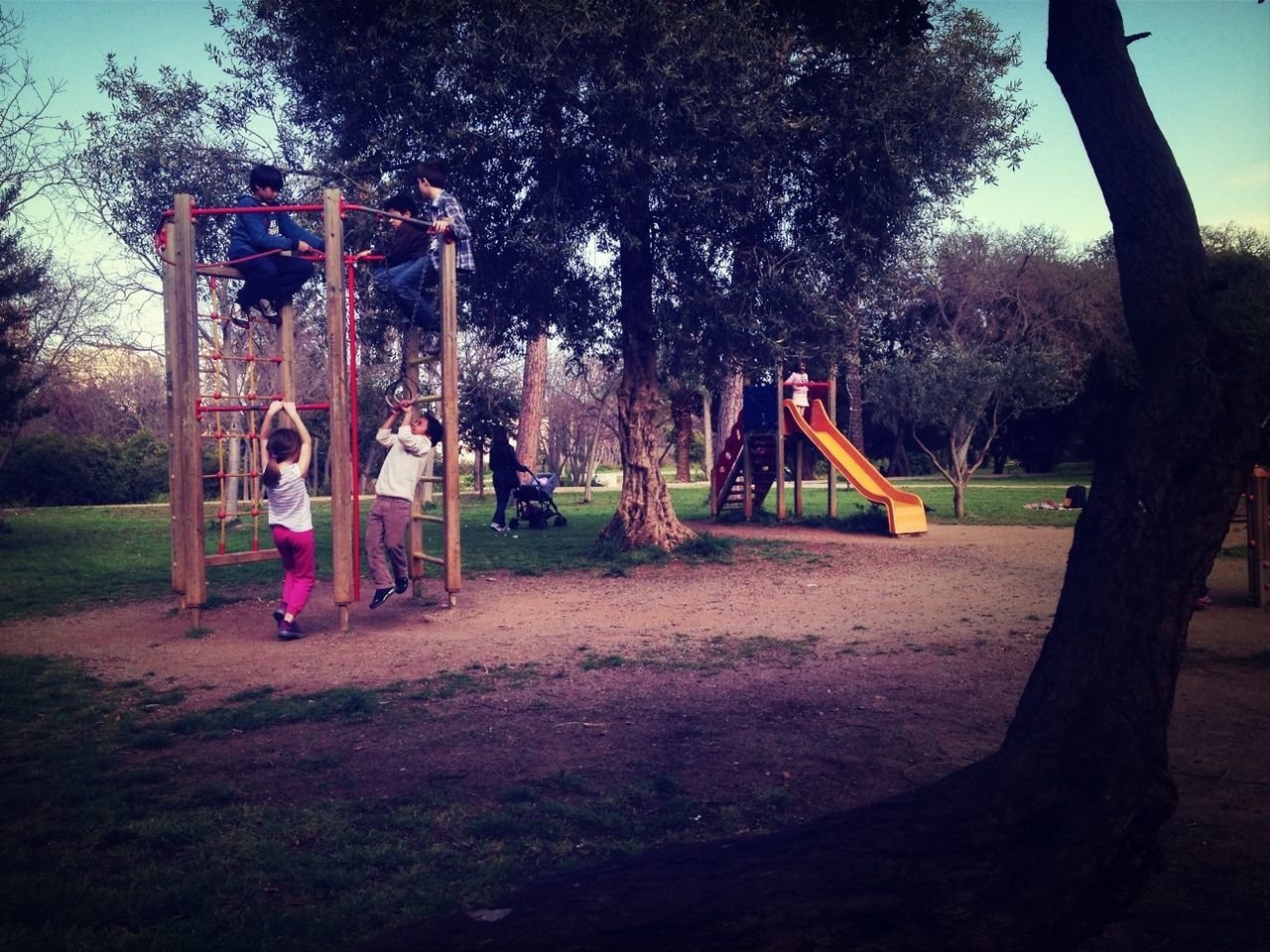 tree, leisure activity, park - man made space, grass, lifestyles, childhood, person, men, field, playground, large group of people, enjoyment, park, fun, playing, growth, outdoors, sunlight, nature