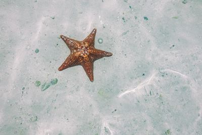 High angle view of starfish swimming in sea