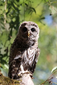 Close-up of barred owl 