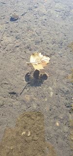 High angle view of flowers on beach