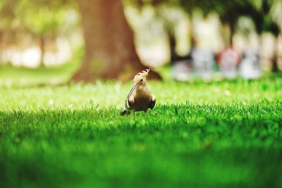 Close-up of a bird on grass