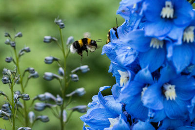 Close-up of bee pollinating on purple flower