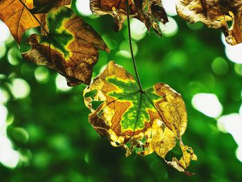 Close-up of leaves