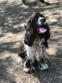 Happy dog in park