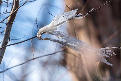 Plastic pollution in the tree