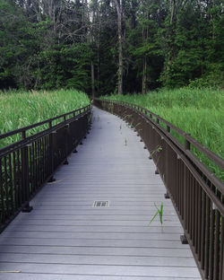 View of walkway along plants