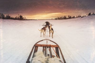 Rear view of dogs running with sledge on snow covered field against sky during sunset