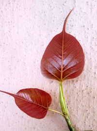 Close-up of leaf on plant