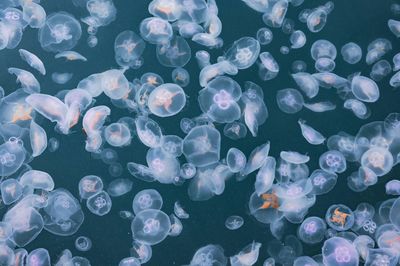 Jellyfishes swimming in water