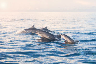 View of fish swimming in sea