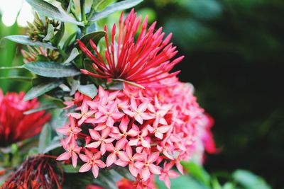 Close-up of red flowering plant in park