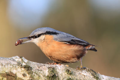 Close-up of a bird