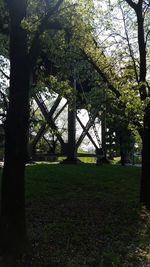 Trees in park