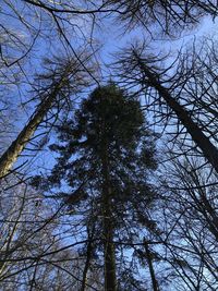 Low angle view of silhouette trees against sky