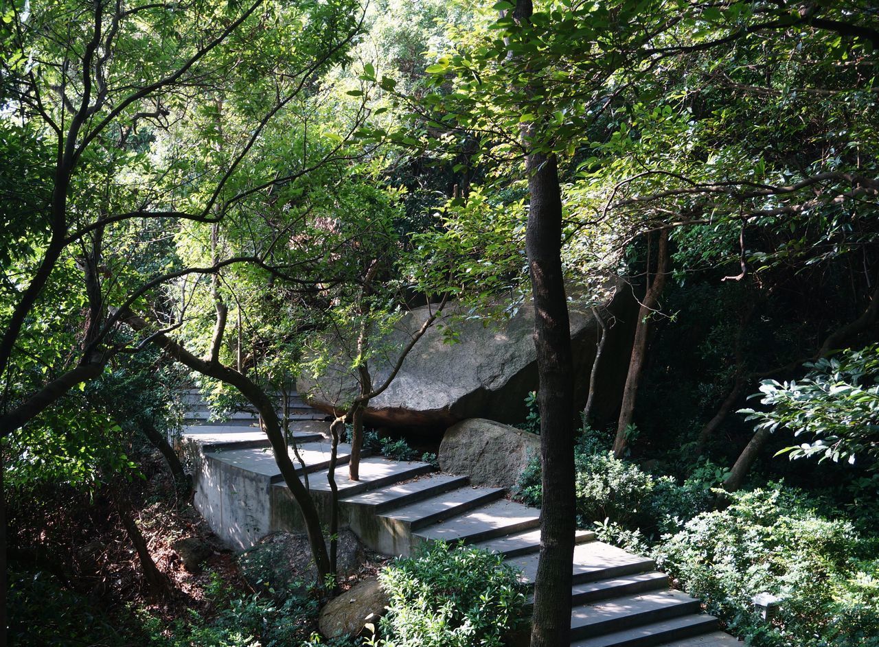 FOOTBRIDGE AMIDST TREES IN FOREST