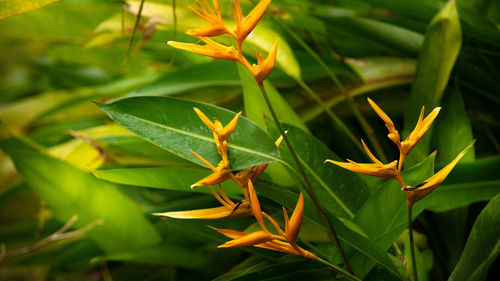 Close-up of insect on plant
