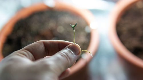 Close-up of hand holding plant