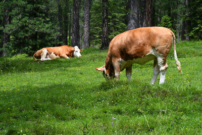 Cows grazing in a field