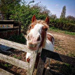 Close-up of horse on field