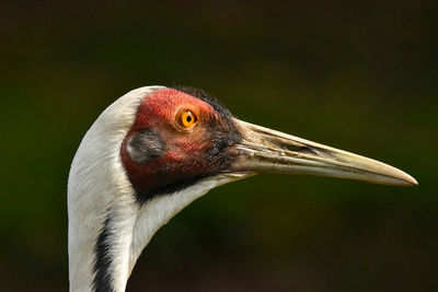 Close-up of bird