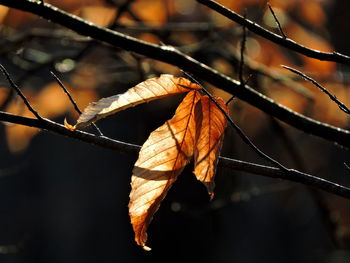 Close-up of dry leaves on branch