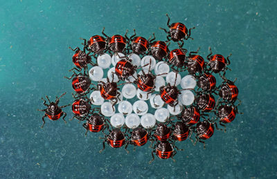 High angle view of christmas decorations on table