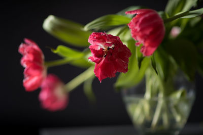 Close-up of flower against blurred background