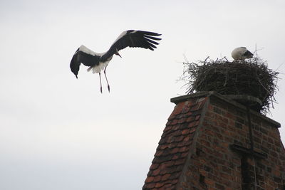 Low angle view of bird flying against clear sky