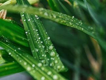 Close-up of wet plant leaves during rainy season