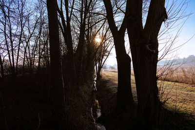 Trees in forest against sky